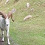 Une chèvre des montagnes